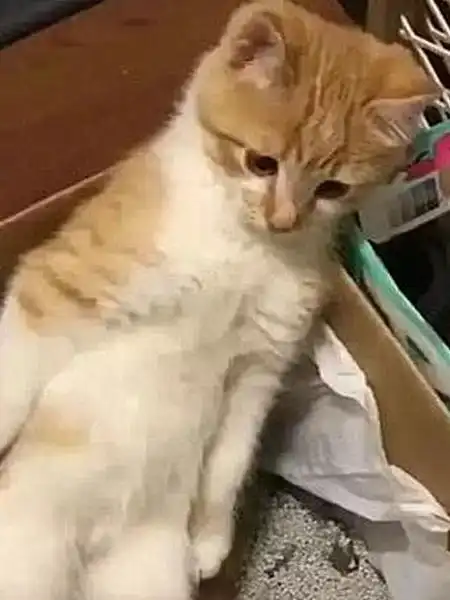  小猫闷闷不乐地站在猫砂盆里,男子求助,好友一瞧乐开花