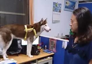  二哈平时在家很乖巧,于是主人决定带它去公司,结果原型