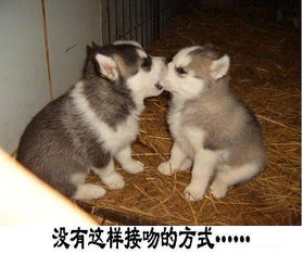  不要了老公,明天吧