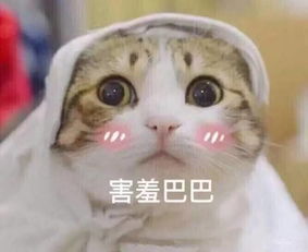  瓷匠茶心丨都说茶具以青瓷为独尊白瓷第一个不服