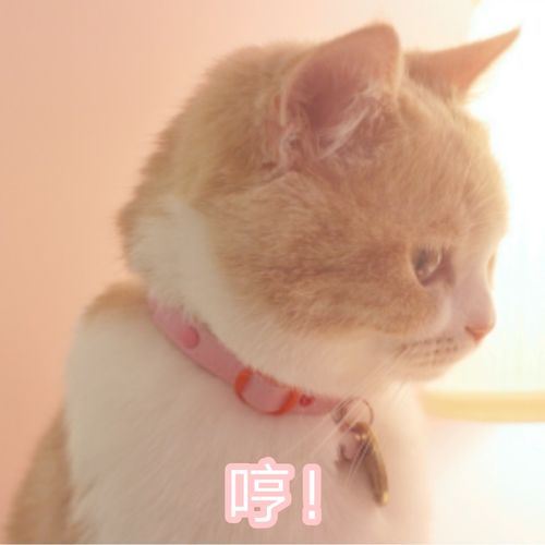  一些好看的猫猫表情包