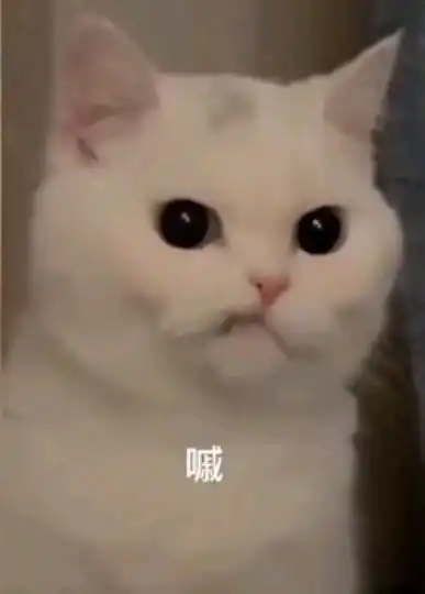  猫猫表情包六