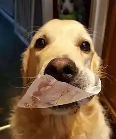  你以为只有猫咪会带猎物回来狗狗带回的战利品更奇葩
