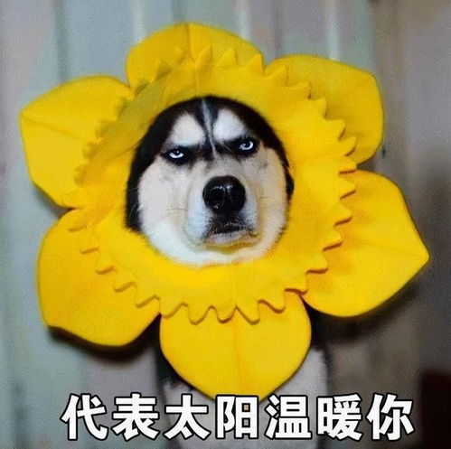  狗界负心汉,遇事跑第一,别指望它能保护你