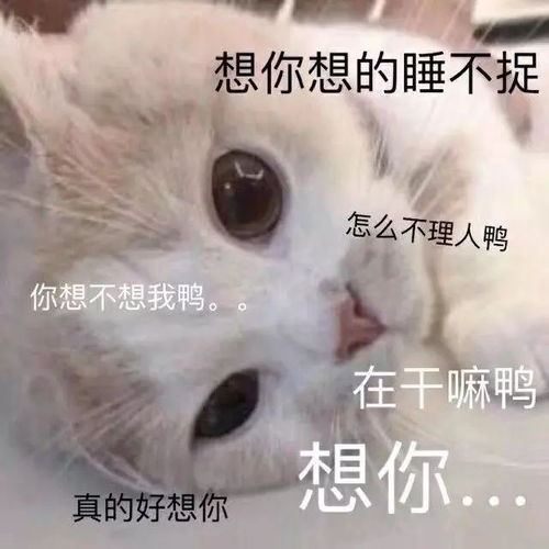  表情包你表情包太多,不想和你聊了