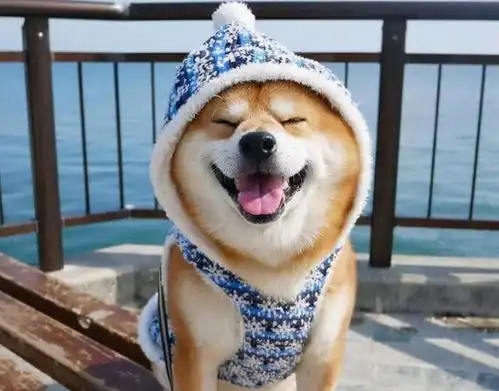  柴犬一般活多久6招延长它的寿命