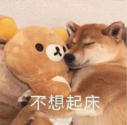  小布说天气当代年轻人独居现状,说的是你吗