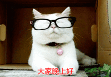 晚上好的动态图片问候语晚安动态表情图片  晚上好的动态图片问候语晚安动态表情图片