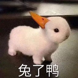  小米超华为dxo发布新排名大反转前置摄像它最强