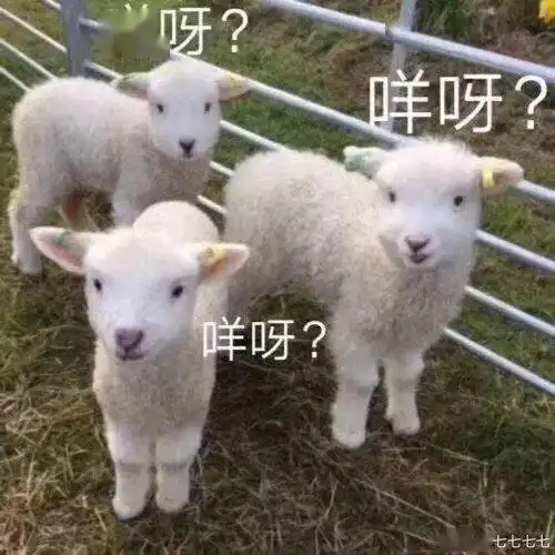 蒙古羊到利辛了他们已经吃上了
