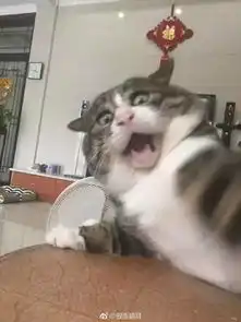  主人逗猫时拍下的照片,果然养猫后表情包都不缺了