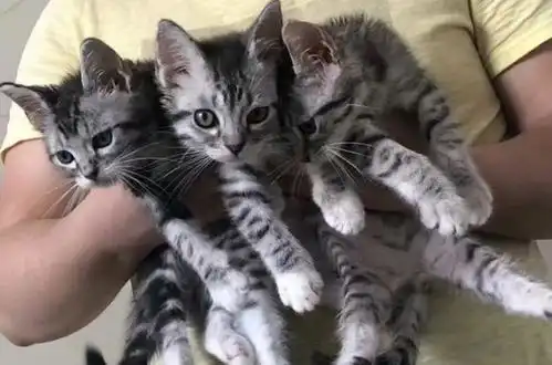  20个养猫冷知识,你未必全知道