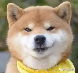  好想揉这只网红柴犬的脸,被它邪魅狷狂的笑容撩到了