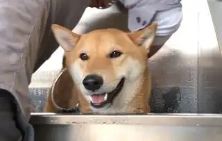  柴犬被主人骗去洗澡,柴柴发现被骗后笑容逐渐消失