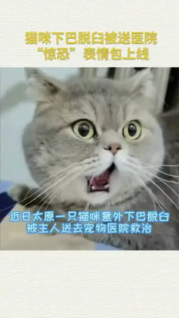  猫咪下巴脱臼被送医院惊恐表情包上线