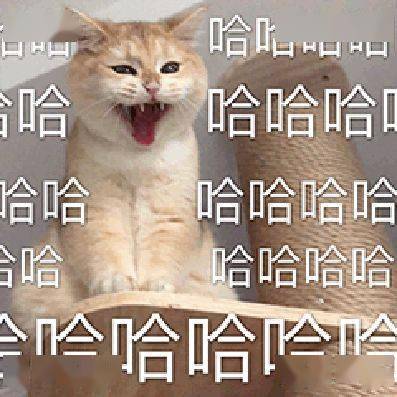 猫咪来教你如何跟男朋友撒娇