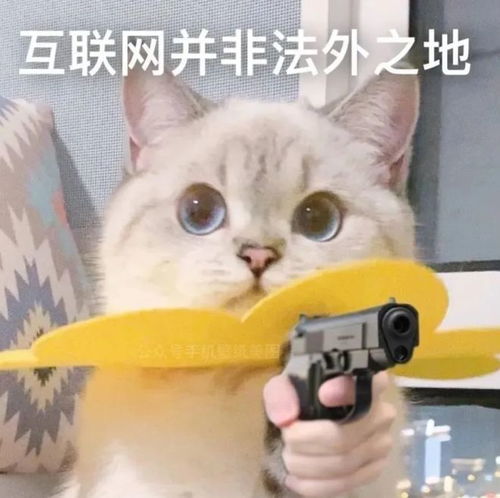  狸花冒充狸白四个月未被发现,真公主还是假千金替身猫麻麻,你在说什么人家听不懂
