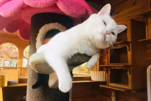  奶牛猫都是什么来着社会你球哥,喵狠表情多