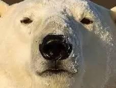 柴犬接住的表情包秋田犬