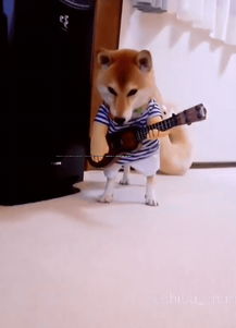  会移动的表情包这只戏精柴犬charmy堪称卖萌典范