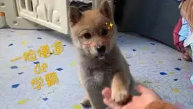 宅家近一个月的柴终于可以下楼了