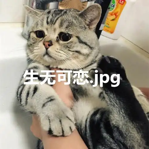  猫咪不肯洗澡,委屈巴巴的抱着桌腿,喵要洗先打晕我吧