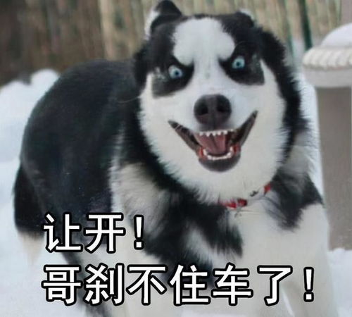  哈士奇还是二哈真傻还是装傻