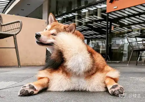  柴犬使用说明书