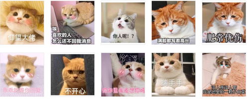  可爱猫咪等回复表情包唉,喜欢的人怎么还没回我消息