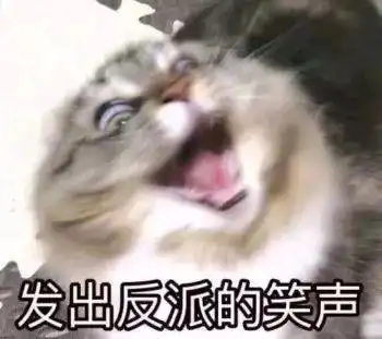  养猫的十大理由,天惹,你居然还没养猫