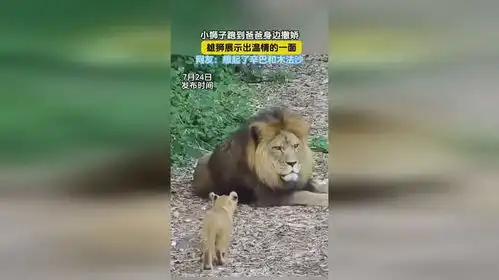  雄狮温情的一面,小狮子跑到爸爸身边撒娇,网友想起了辛巴和木法沙