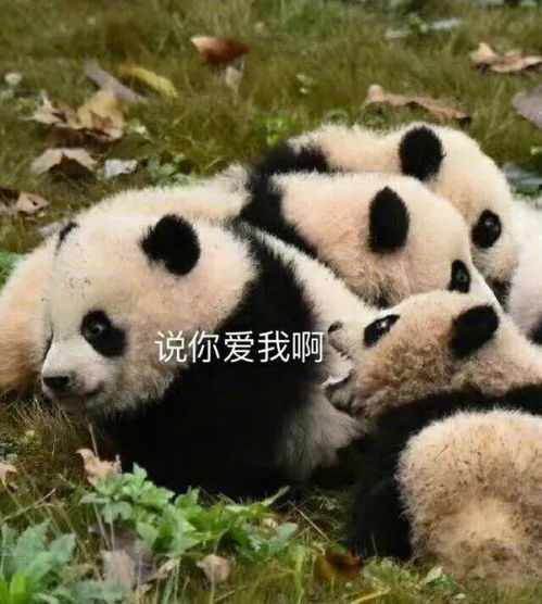  滚滚表情包胖砸的凝视