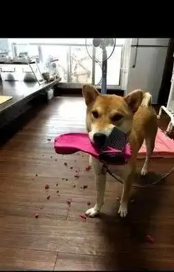  柴犬实力拆家制造惊喜,曾就医催吐卫生棉,铲屎官害怕回家
