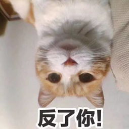  太好玩囧图我是不是被绿了总觉得哪里不对