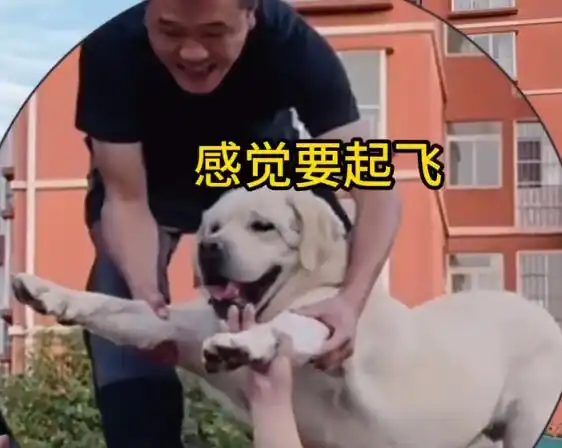  警犬首次过断桥吓出表情包在训导员助力下终于突破自我