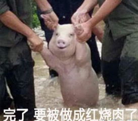  那只从台风中救出来的猪,被恶搞成表情包了