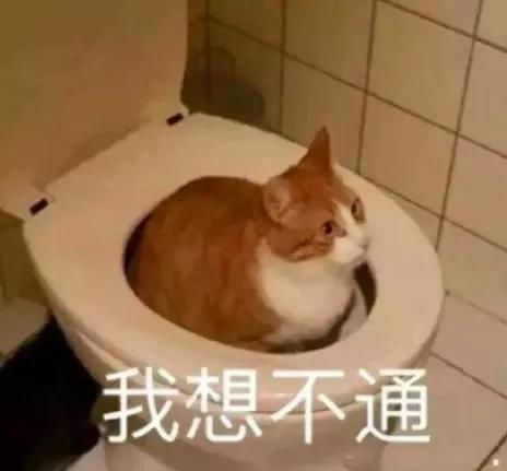  哭笑不得因猫丢了,澳洲男子持枪绑架女子只为找猫