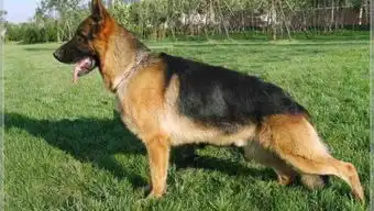  五万元一只的牧羊犬