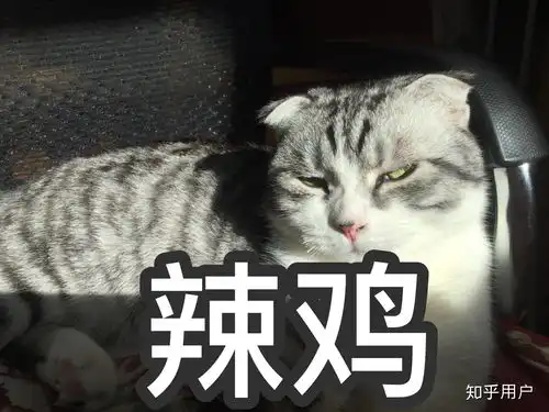  有没有猫咪表情包