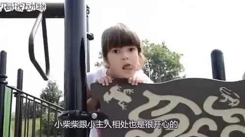  柴犬每天和小主人形影不离,还一起荡秋千,这完全就是小保姆啊