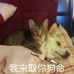  小猫趴桌子表情包