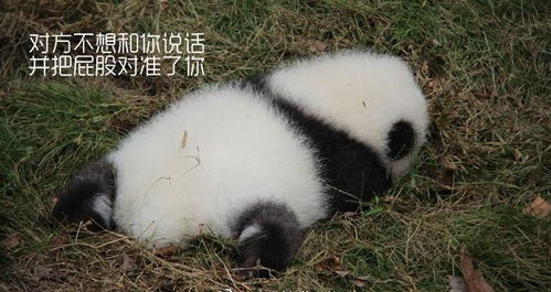  没有几张滚滚表情包,你好意思说想去偷只猫来养它一辈子
