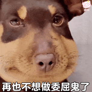  憨憨肿脸狗勾表情包