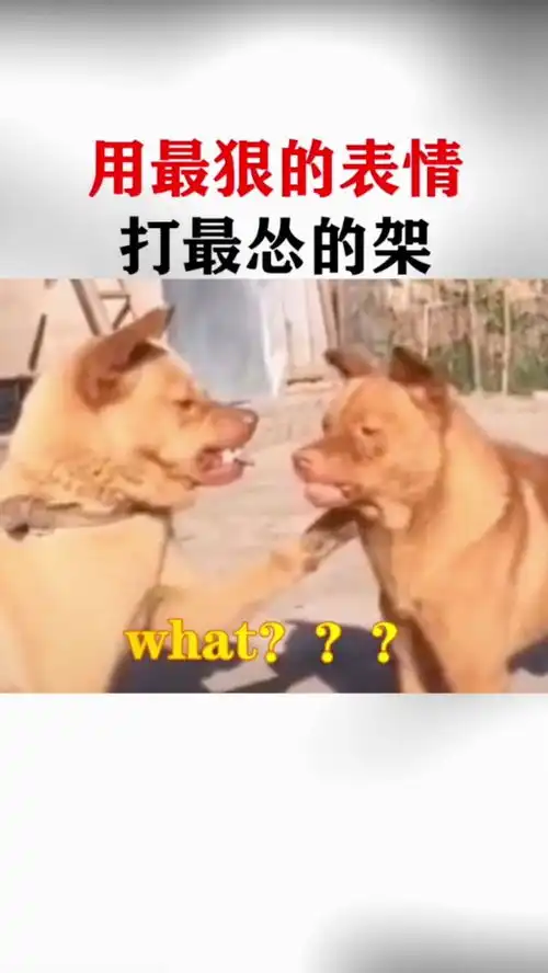 真怂表情包打架