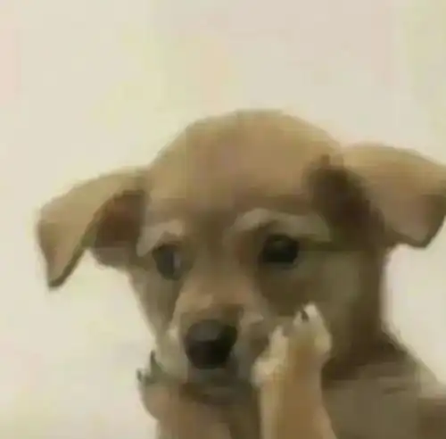  辣梨下身穿的裙子太短了女团爱豆的肌肉记忆到底是什么