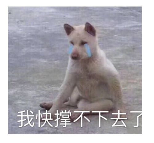  被保底校拒绝是什么体验备胎都不要我