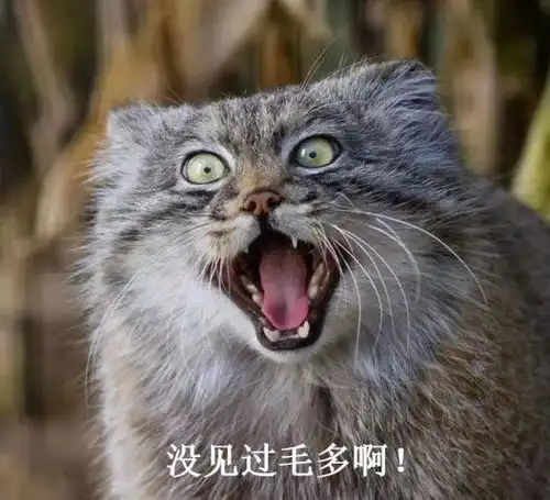  兔狲是猫不是兔,体型近球型,简直是行走的表情包