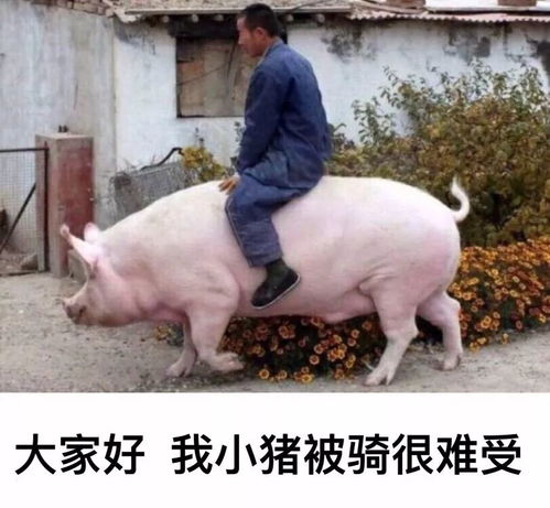 谁说猪都好吃懒做,表情包里的它们简直是万能萌神