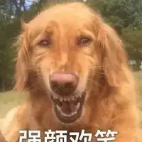  动物头像搞笑金毛图片可爱金毛狗搞笑头像