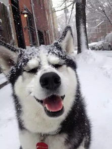  平泉第一场雪,刷爆朋友圈雪后真是太太太太太太美了